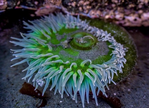 The see is full of life, if you give it time and space - Image by Shelly P. Russell