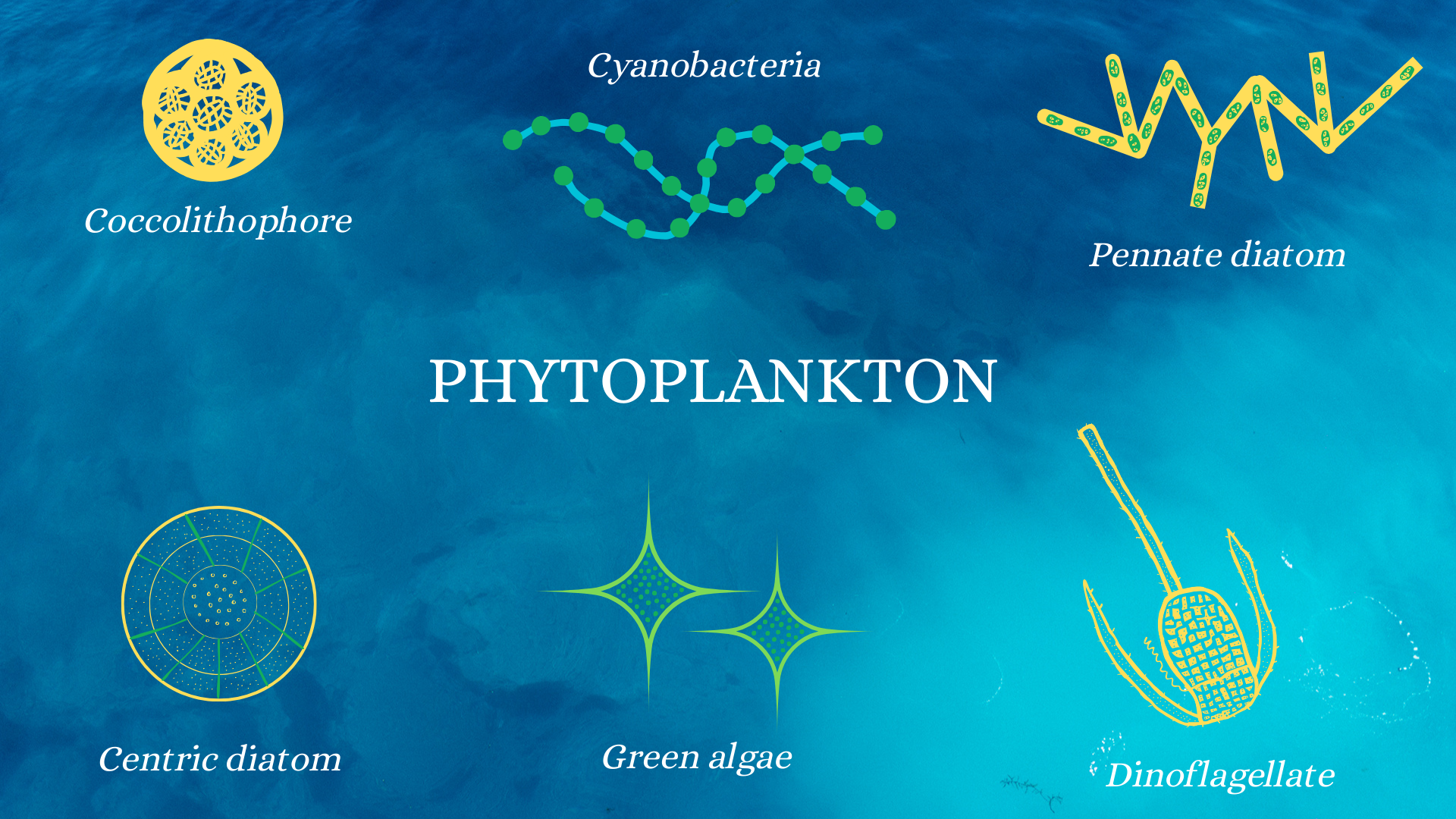 Phytoplankton - Image by Shelly P. Russell