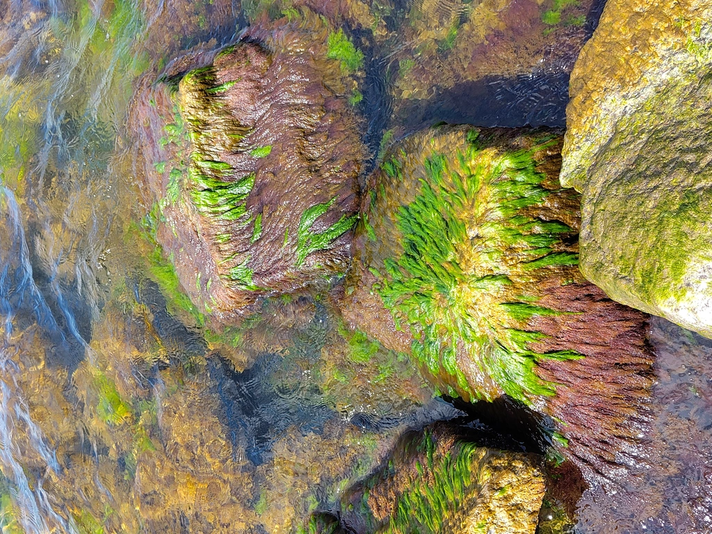 Decorative image: Rock formation with algae on Hiddensee shore